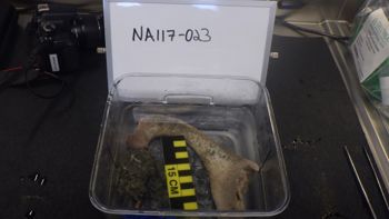 Media type: image;   Invertebrate Zoology 153118 Description: live specimen;